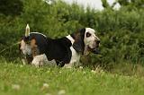 BASSET HOUND 090